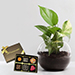 Money Plant with Artistic Birthday Chocolate