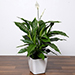 Amazing Peace Lily Plant