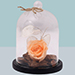 Forever Peach Rose In Glass Dome