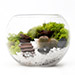 Cactus Amidst Moss Mulch In A Fishbowl