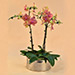 Dual Tone Phalaenopsis Plant