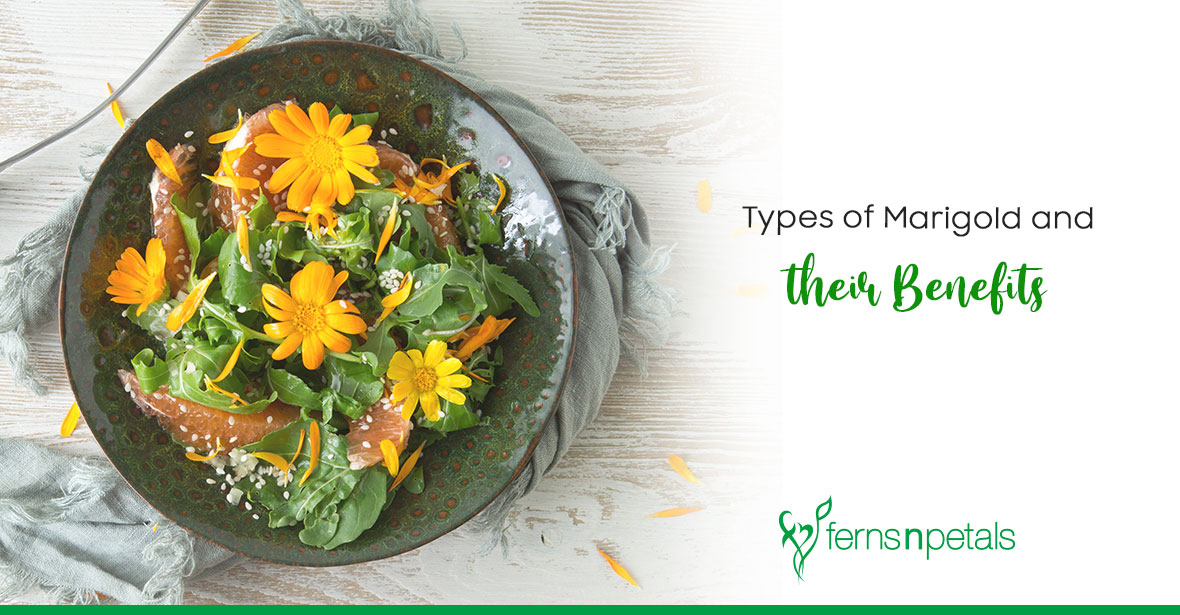 Types of Marigolds and their Benefits