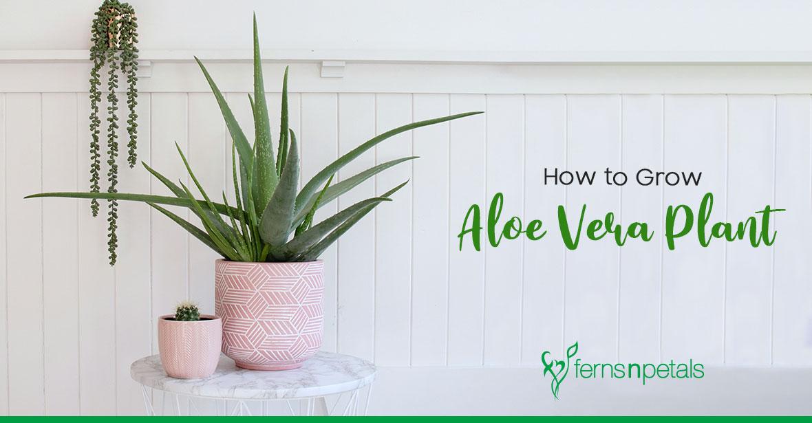 How to Grow & Nurture an Aloe Vera Plant