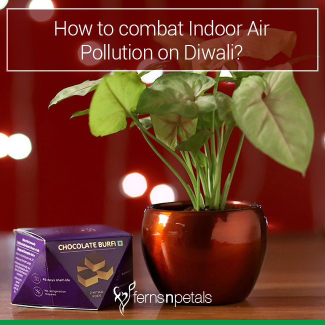 How to Combat Indoor Air Pollution on Diwali?