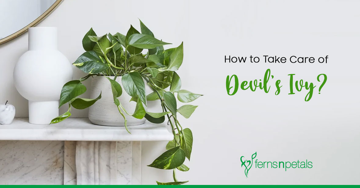 How to Take Care of Devil's Ivy