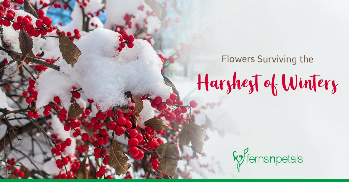 Stunning Flowers That Can Withstand Harshest of Winters