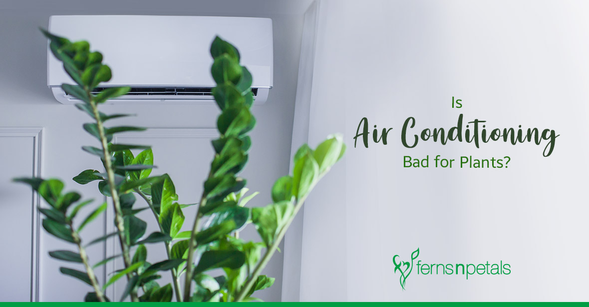 Is Air Conditioning Bad for Plants