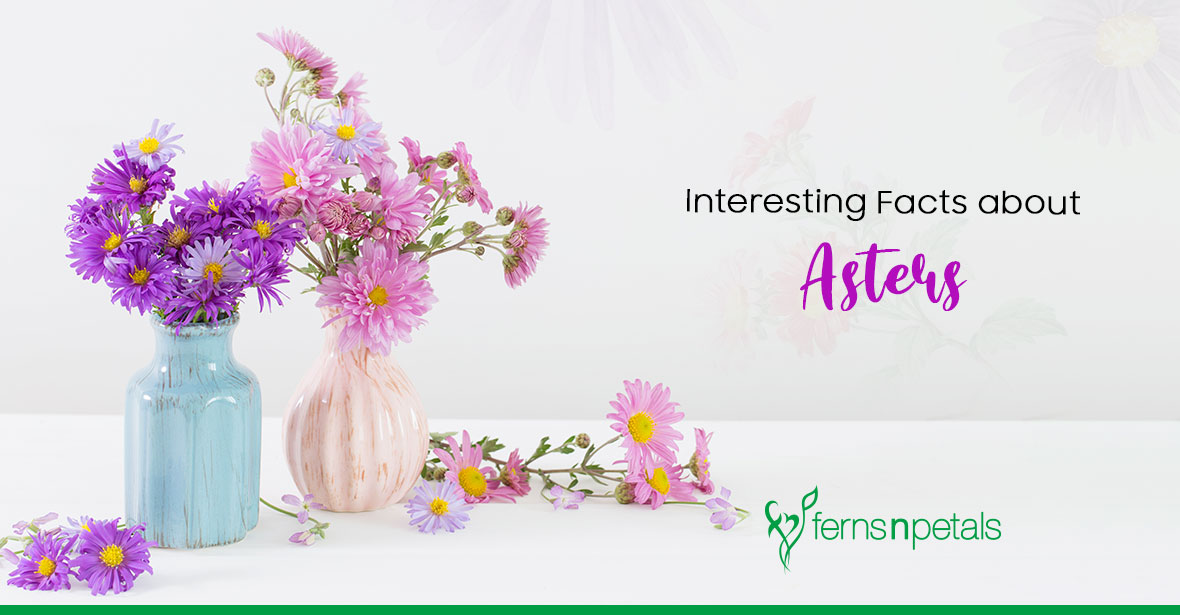 Interesting Facts We Bet You Didn’t Know About Aster