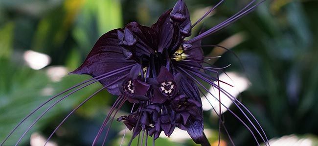 Black Bat Flowering Plant