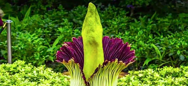 the Corpse Flower