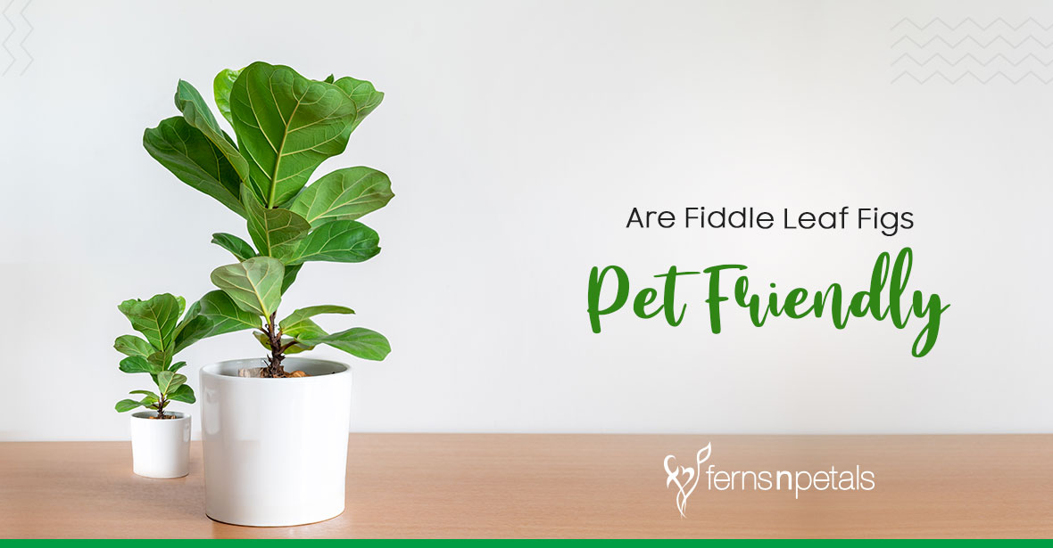 How Pet Friendly are Fiddle Leaf Figs