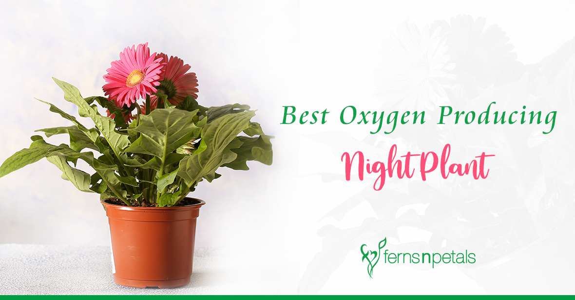 Best Oxygen Producing Night Plant