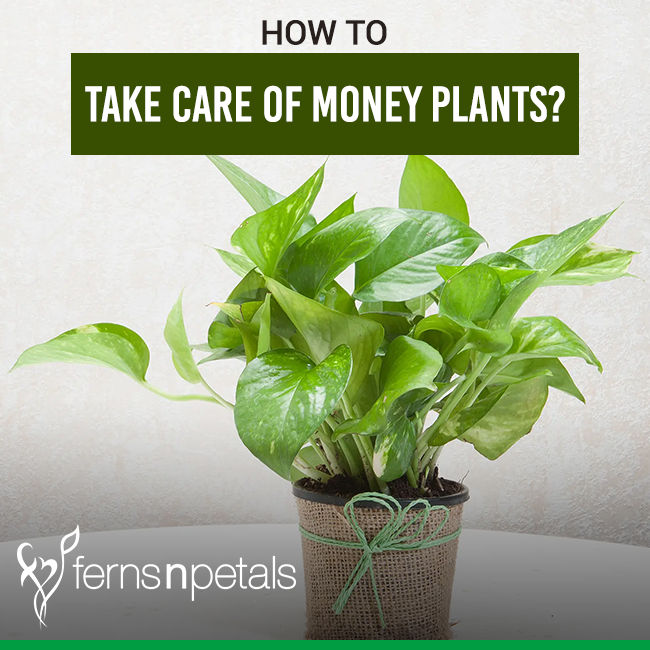 how-to-take-care-of-money-plants