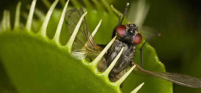 the Insect Eating Plant