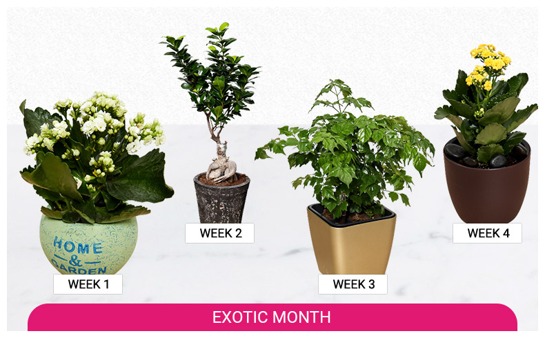indoor plants delivery subscription online