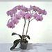 Pink Phalaenopsis Orchid Plant BH