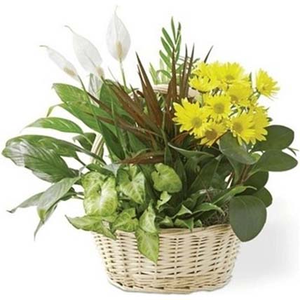 Basket Arrangement of Flowering Plants
