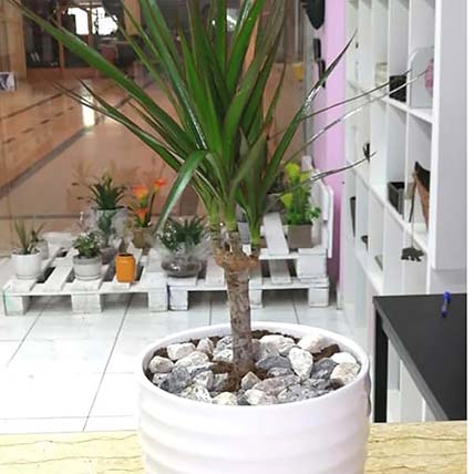 Lovely Dracaena Plant