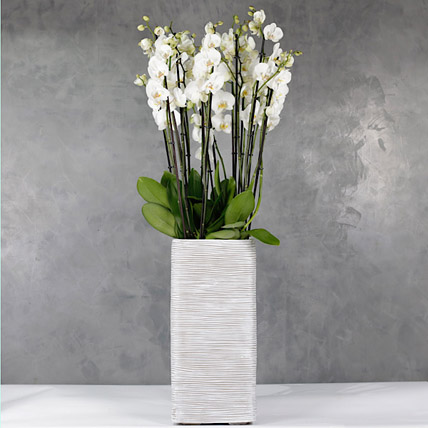 12 Orchidsticks In Polystone Pilar Vase
