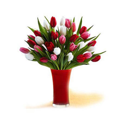 30 Red White Pink Tulips In A Glass