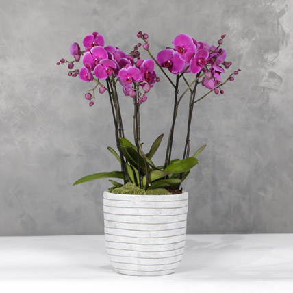 6 Stemps Of Purple Orchids