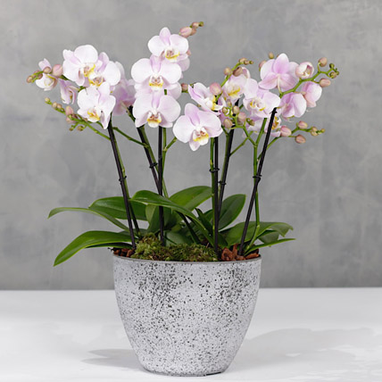 Light Pink Orchids Plant Vase