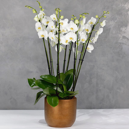 Orchids Plant Golden Vase