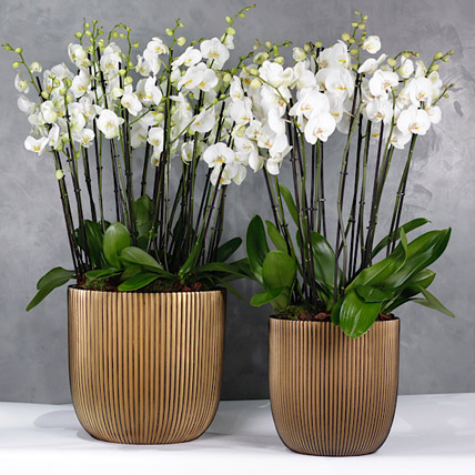 Set Of 2 Orchids Plants In Jumbo Vases