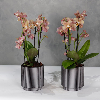 Set Of 2 Peach Orchids Plant Vases