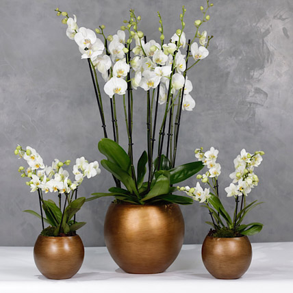Set Of 3 Orchids Plants In Golden Vases