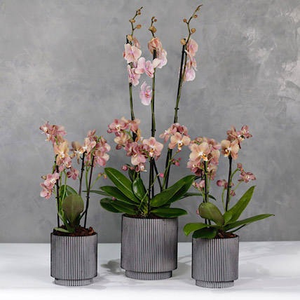 Set Of 3 Peach Orchids Plant Vases