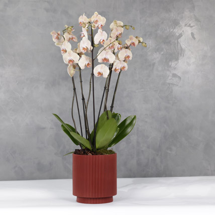 Special Peache Orchids In A Design Acrylick Groove Vase