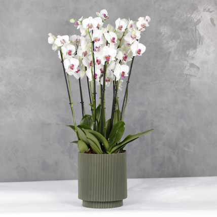 Special Red Lips Orchids In A Design Acrylick Groove Vase