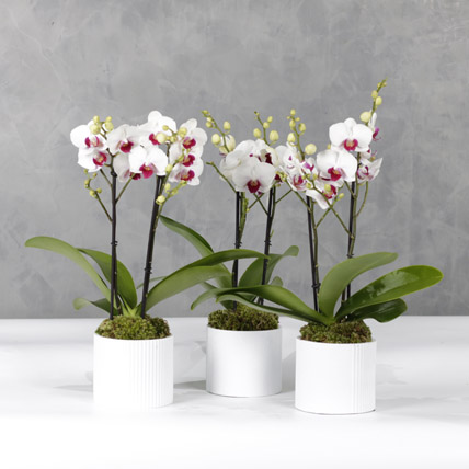 Trio Of Multiflora Orchids
