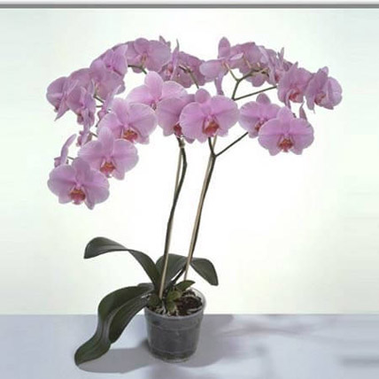 Pink Phalaenopsis Orchid Plant KT