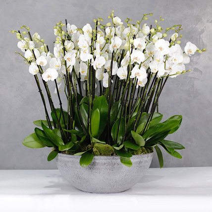 White Orchids Plant Vase