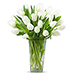 20 White Tulips KT