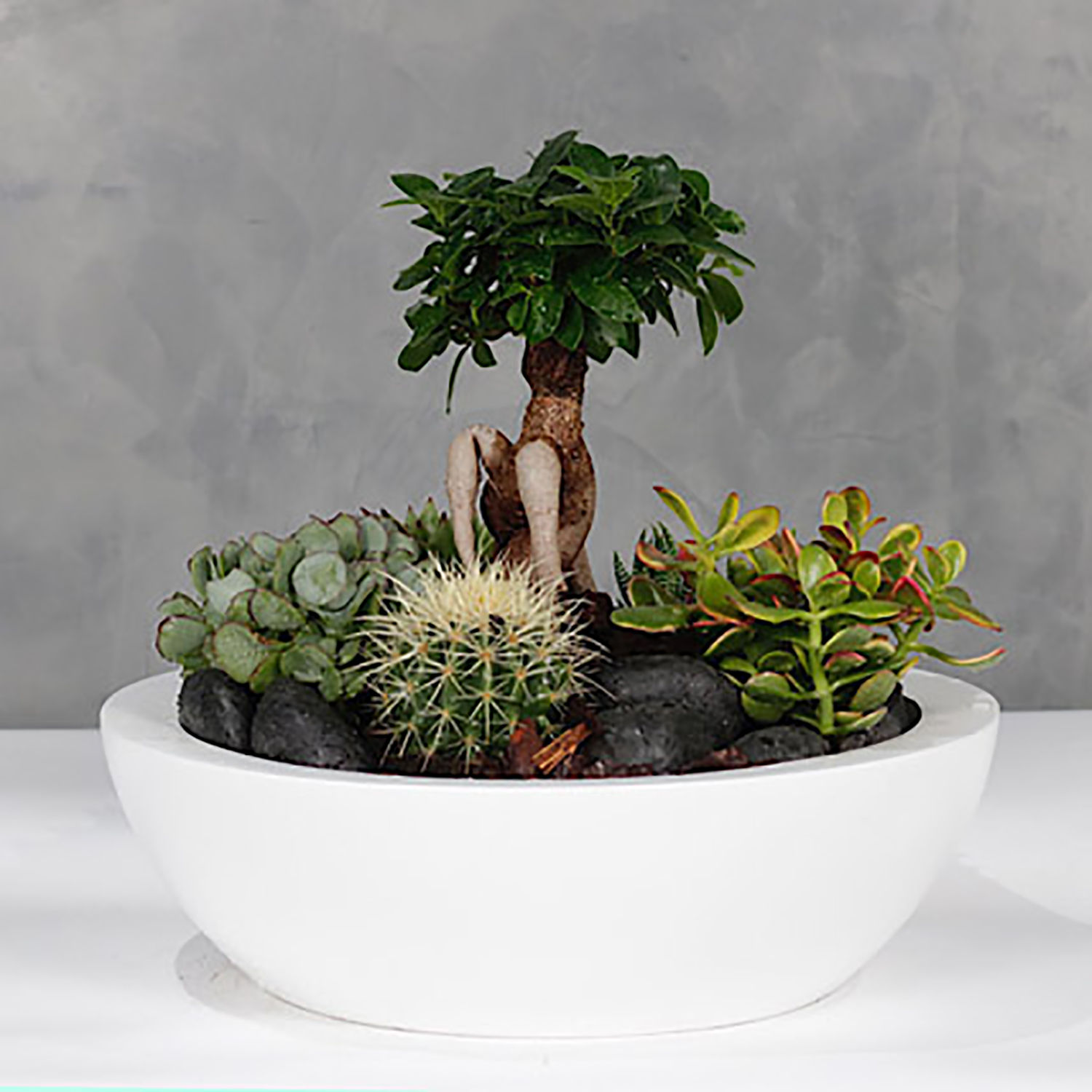 Online Bonsai Garden White Vase Gift Delivery in Kuwait FNP