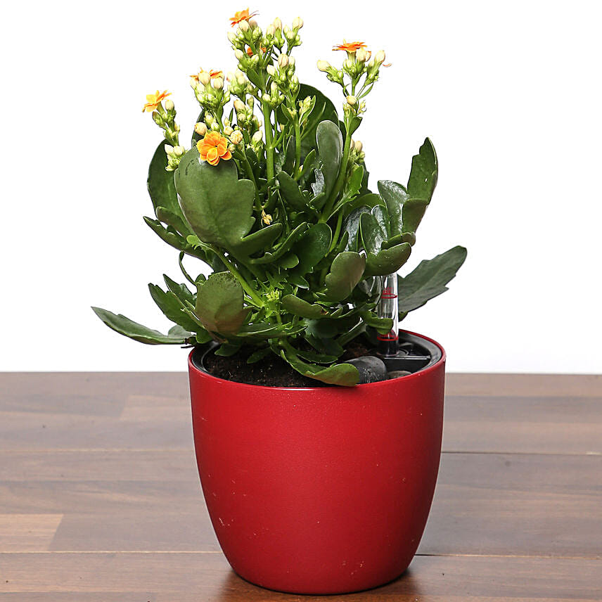 Plants Online