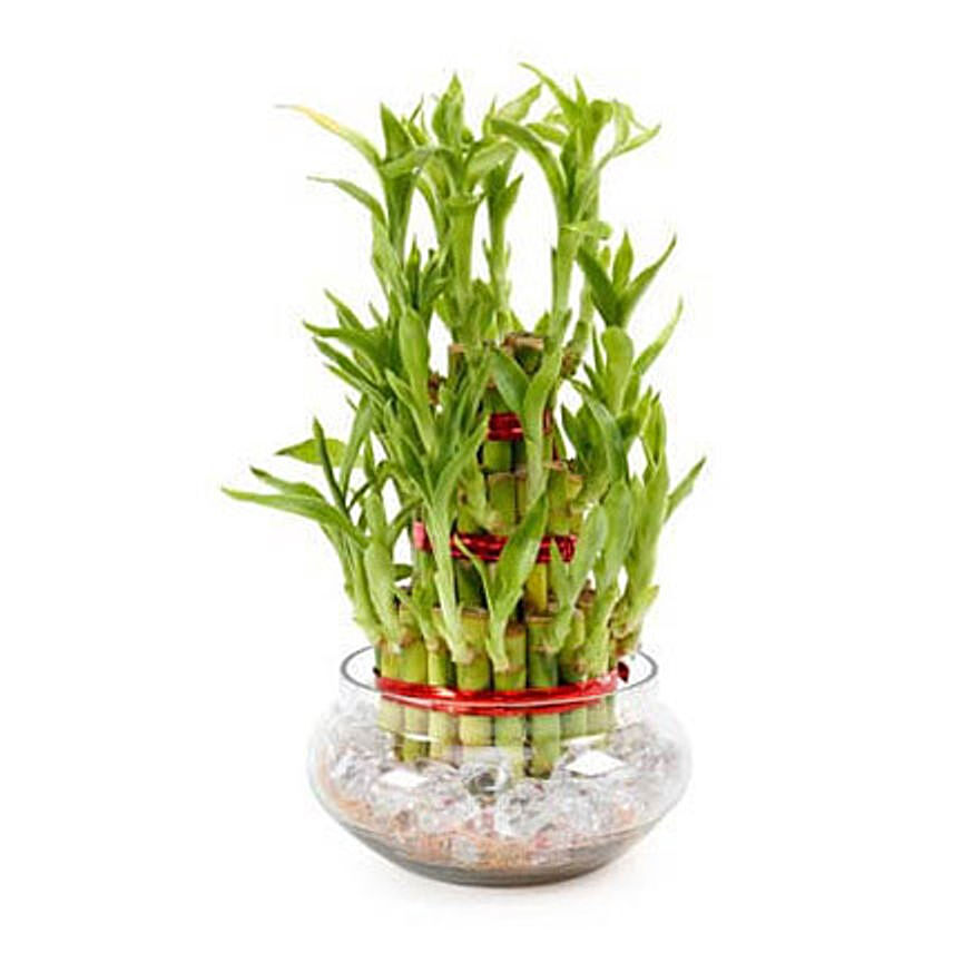 Online Good Luck Plant 3 Layers Gift Delivery in Singapore ...