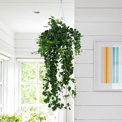 10 Fabulous Gift Ideas for Plant Lovers- Hanging Plant to Beautify the Space