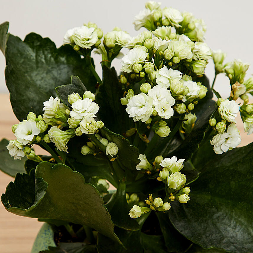 Online White Kalanchoe Plant In Beautiful Pot Gift Delivery in ...