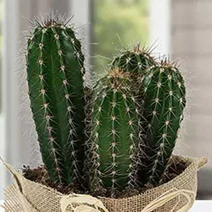 Online Cactus Jute Wrapped Potted Plant Gift Delivery in ...