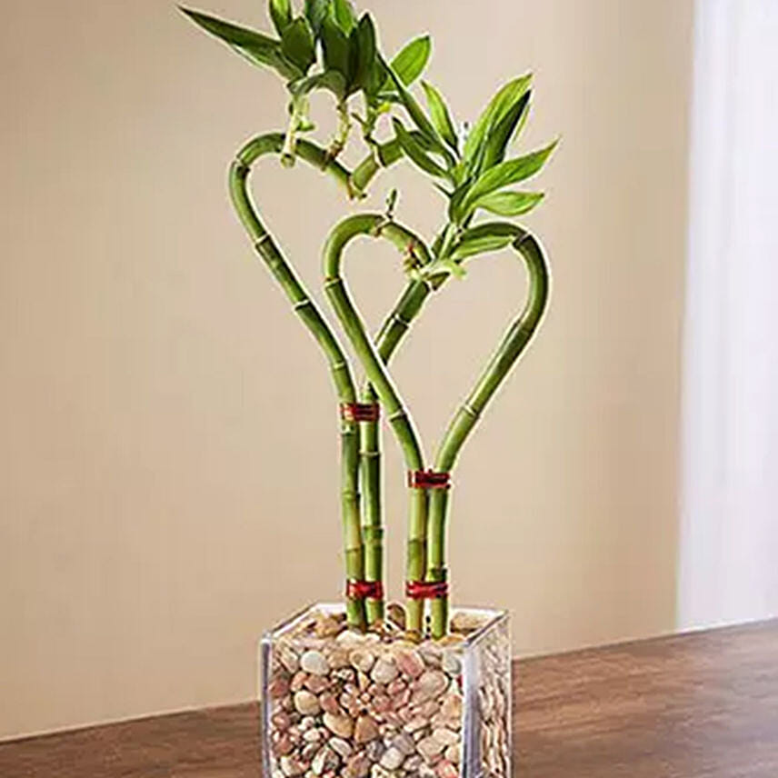 bamboo plant glass vase shaped heart