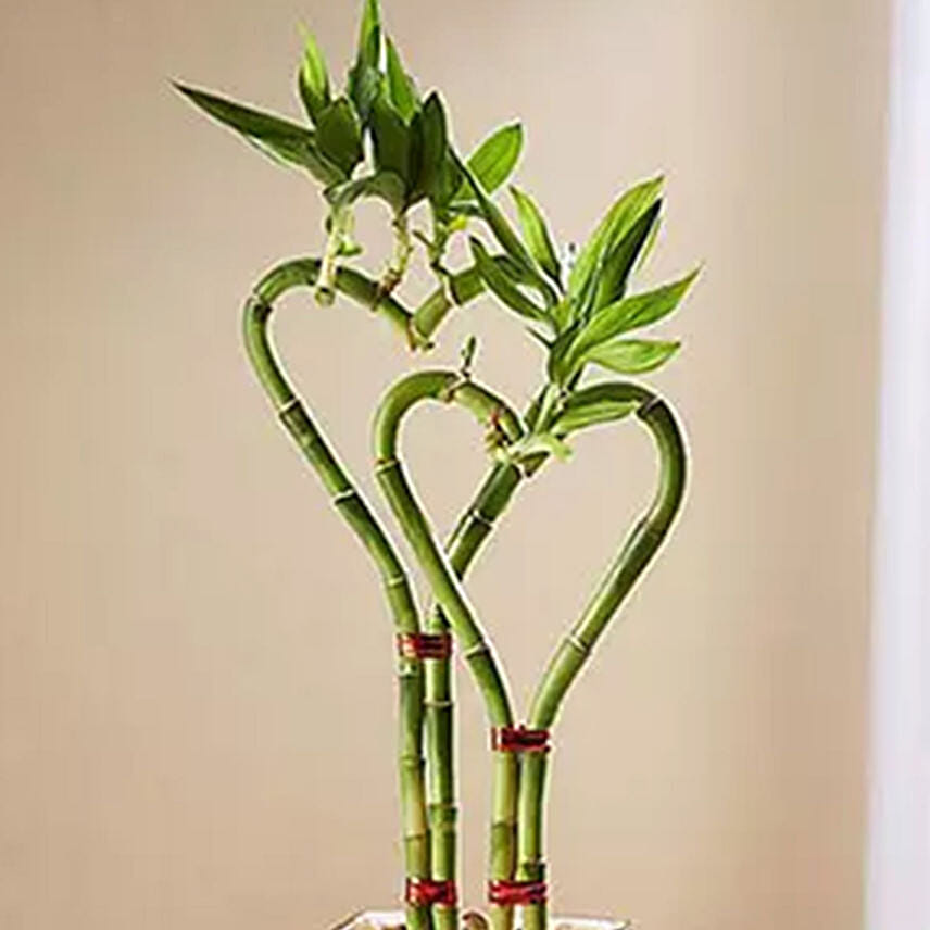 Online Heart Shaped Bamboo Plant In Glass Vase Gift Delivery in ...