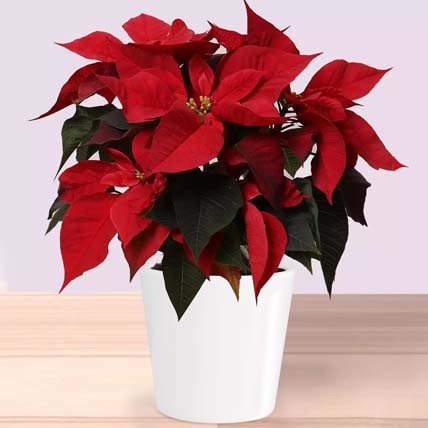 Online Poinsettia Plant In Wooden Vase Gift Delivery in Singapore - FNP