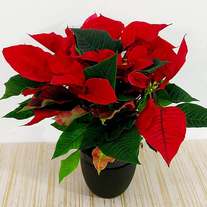 10 Budget-Friendly yet Thoughtful Secret Santa Gifts in Singapore- Red Poinsettia Plant