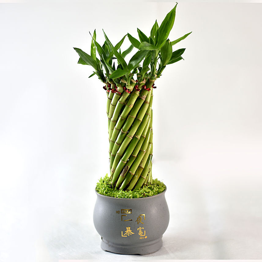 Online Bamboo Plant In Cute Grey Pot Gift Delivery in Singapore - FNP