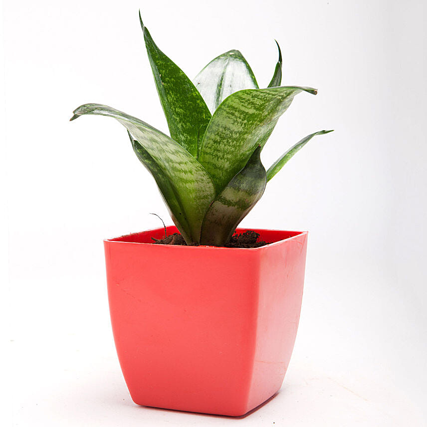 Sansevieria Plant