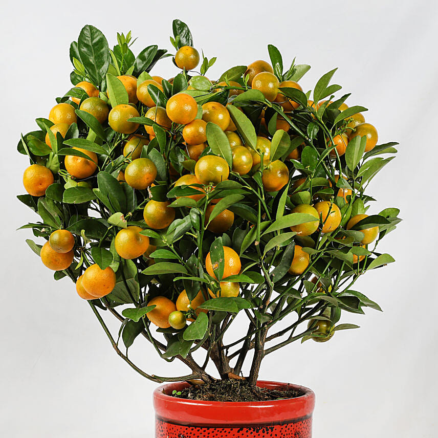 10 Meaningful Chinese New Year Gifts for Family Members- Orange Tree